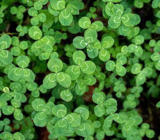 Celebrate St. Patrick’s Day in Berkeley