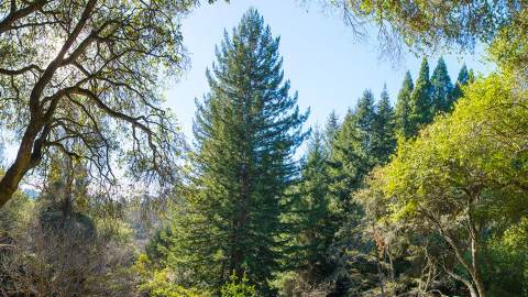 Ultimate Guide to Charles Lee Tilden Regional Park - Visit Berkeley